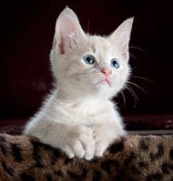 kitten cute
