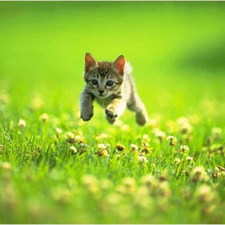 Kitten running