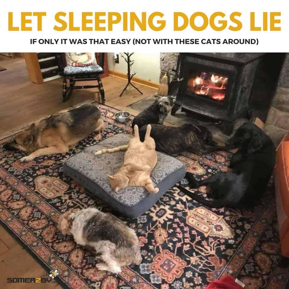 Naughty Cats Stealing Dog Beds Caught in the act on video