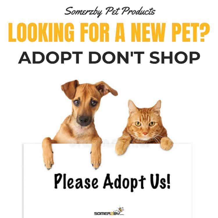 looking for a new pet, adopt, don't shop