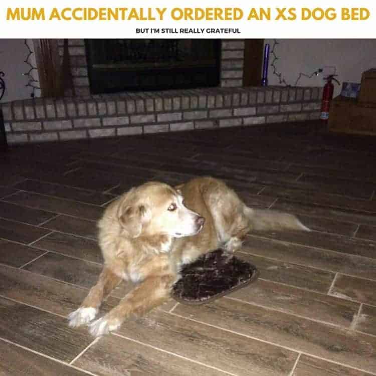 Mum accidentally ordered an XS dog bed