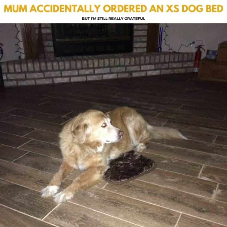 Mum accidentally ordered an XS dog bed