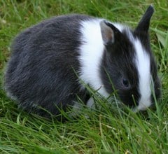 netherland dwarf rabbit breed