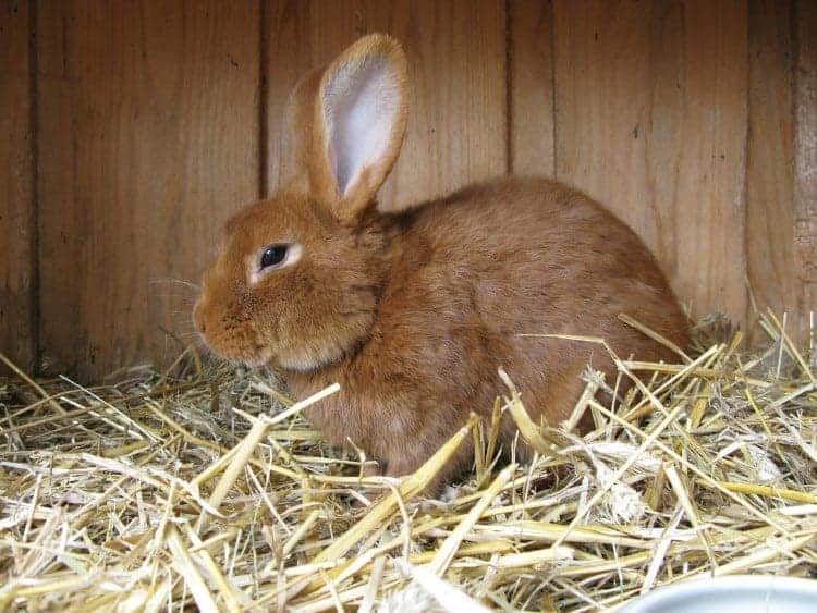 Once your rabbit picks up litter training inside its hutch you can then litter train it within your house.