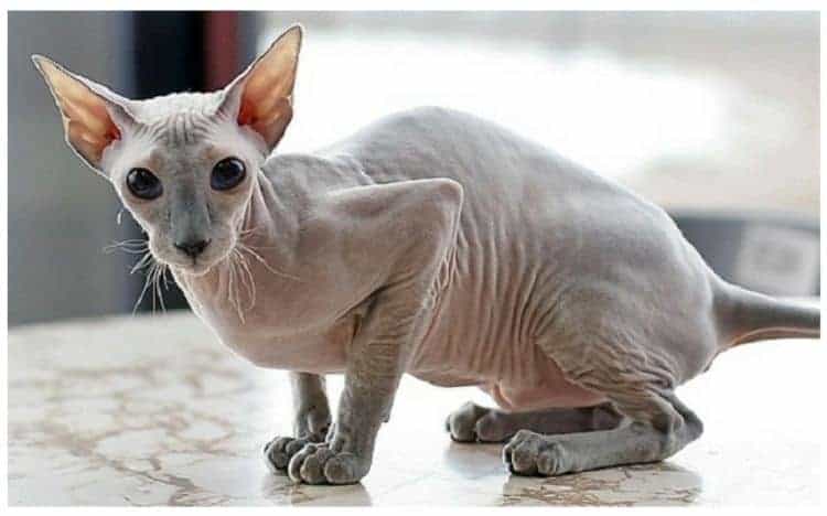 Peterbald