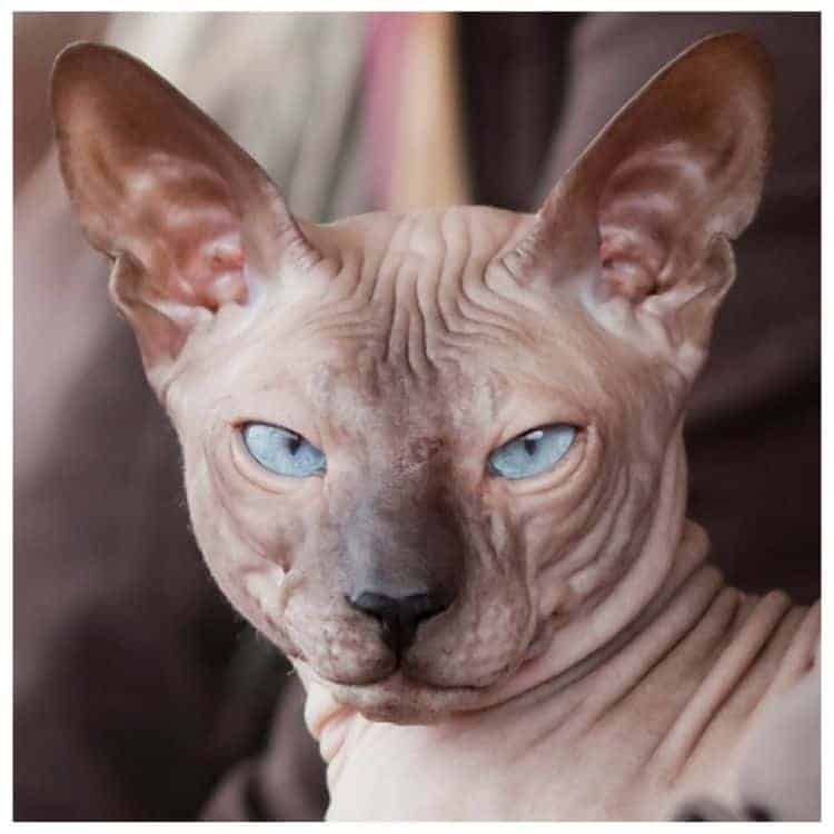 Bald sales head cats