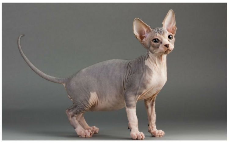 Peterbald