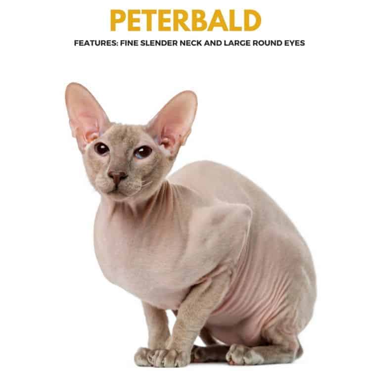 Peterbald