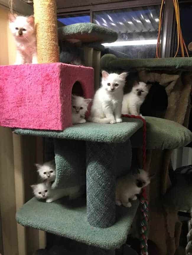 Playful Birman Kittens