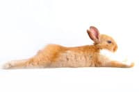 rabbit stretching