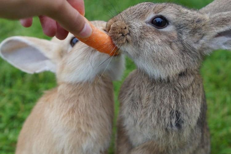 Rabbits eating carrots