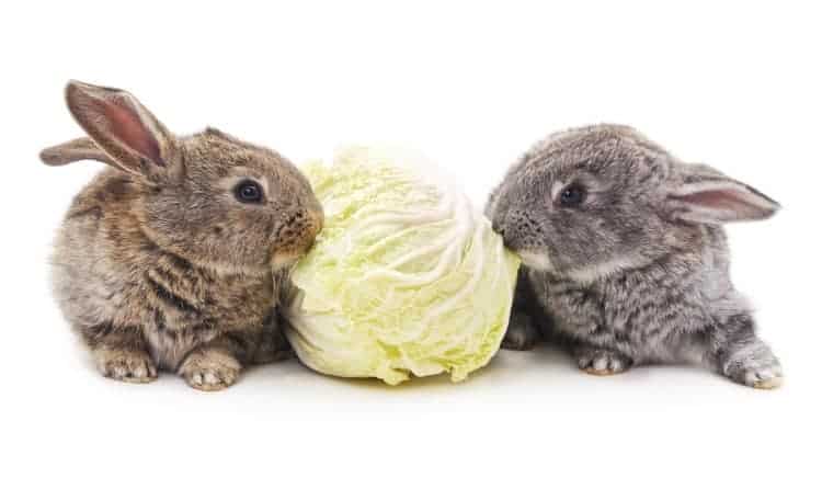 Rabbits eating lettuce