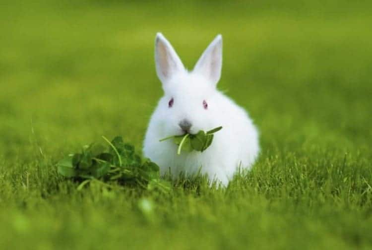 Rabbits eating spinach