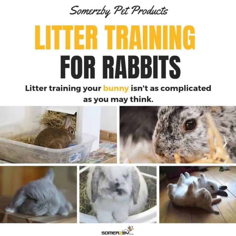 Rabbits learn litter training quickly as they naturally go to the toilet in one or two spots.