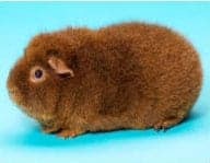 rex guinea pig