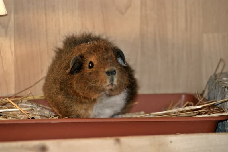 rex guinea pig