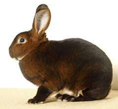 Rex Rabbit breed