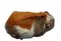 ridgeback guinea pig