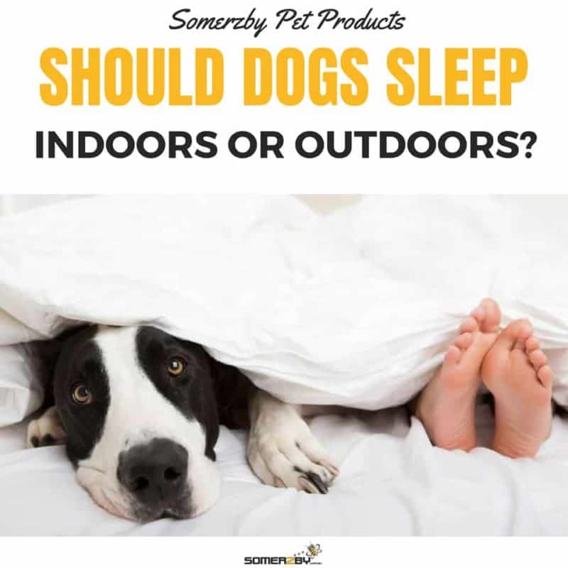 SHOULD DOGS SLEEP INDOORS OR OUTDOORS