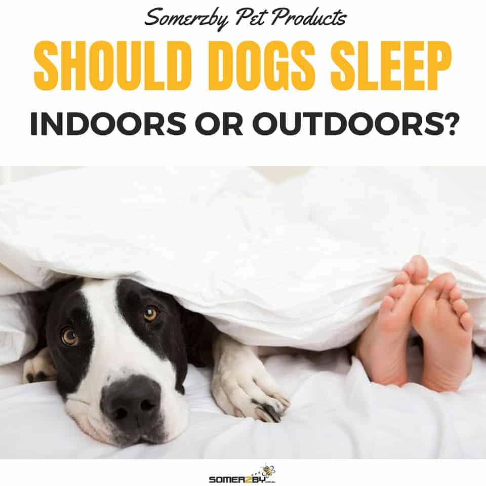 indoor places to take dogs