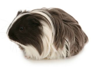 Silkie guinea pig