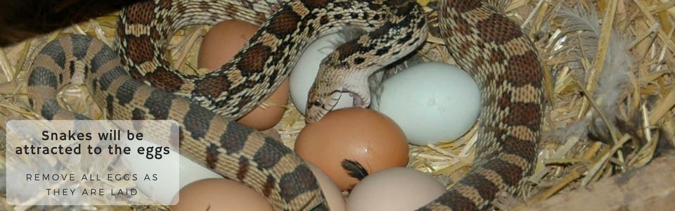 Snakes will be attracted to the eggs so making sure that you remove all eggs as they are laid