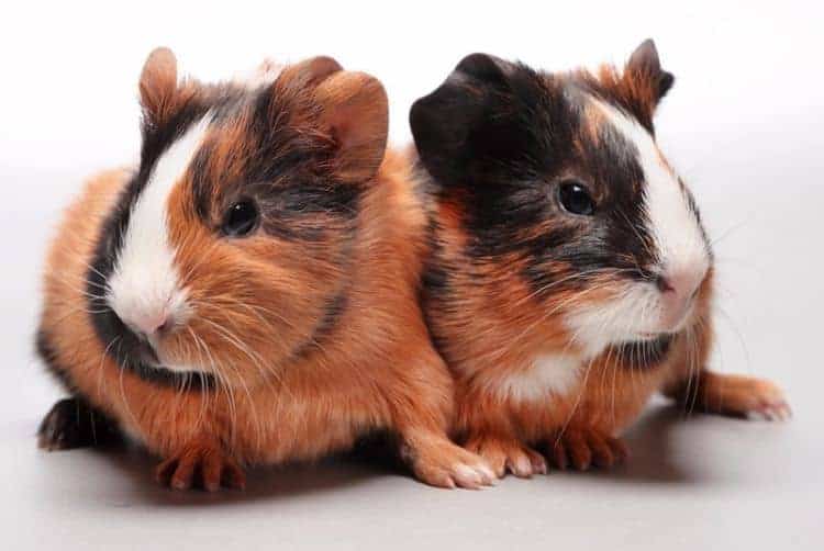 some groups of guinea pigs are more suited than others