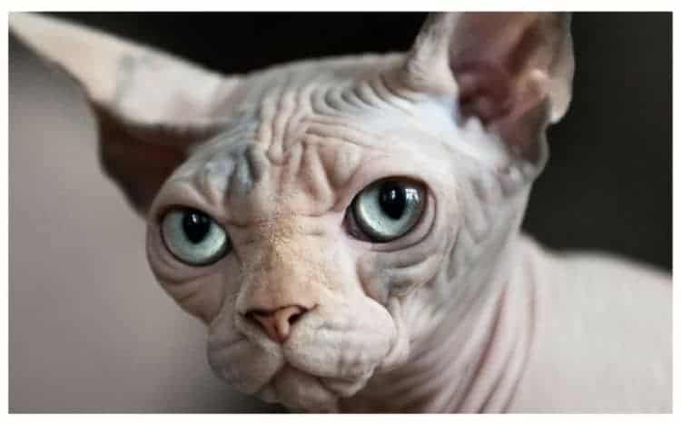 sphynx