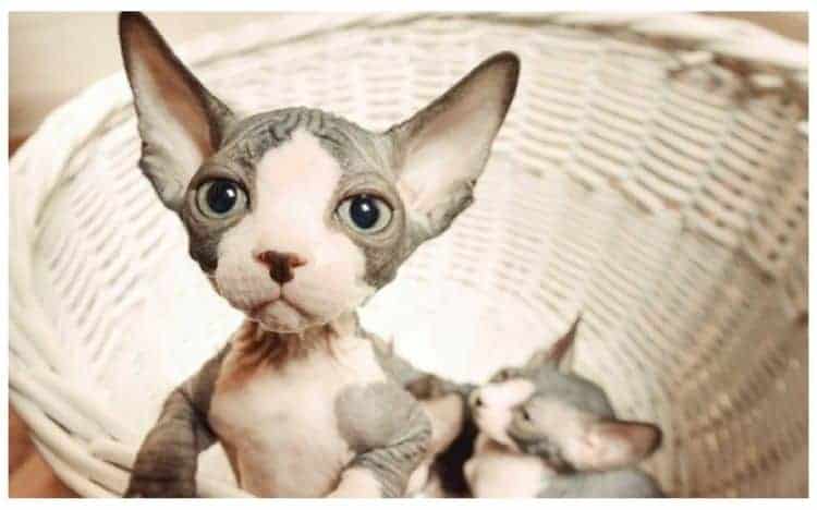 sphynx