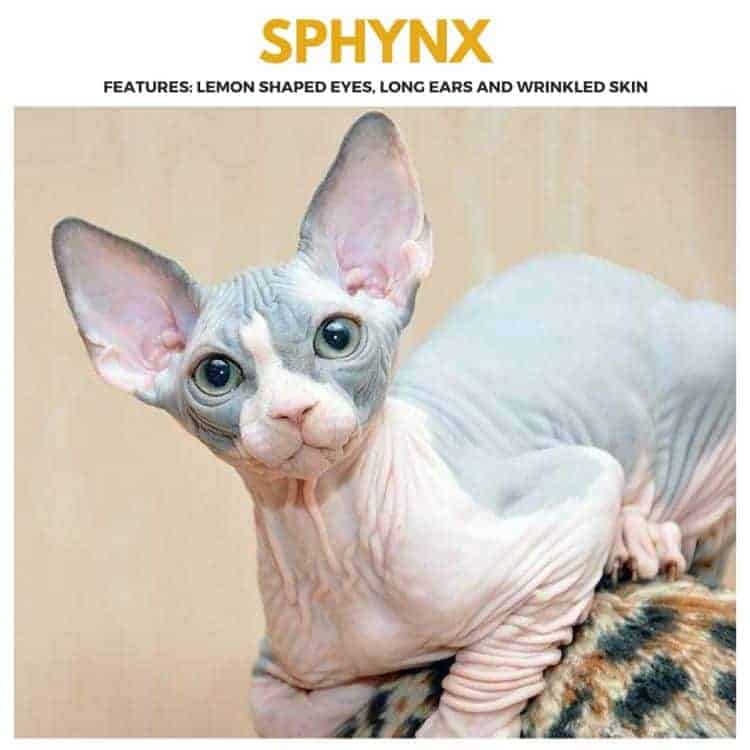 Hairless Cats - The Ultimate Guide of Hairless Cat Breeds