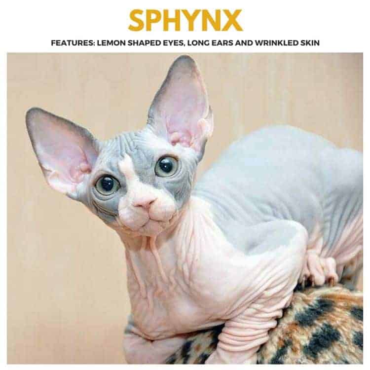 Sphynx