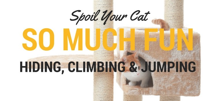 Spoil your cat, they'll have so much playing, hiding and sleeping.