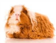 texel guinea pig