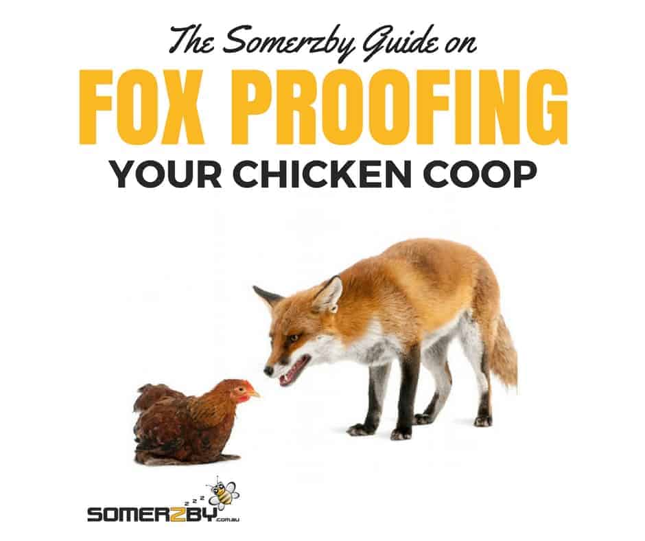 How to Keep Foxes Out of Chicken Coop  