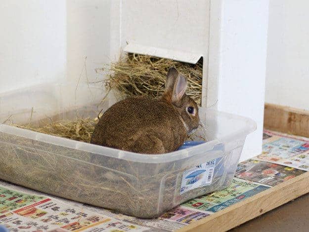 The tray should be at least twice the size of your rabbit.