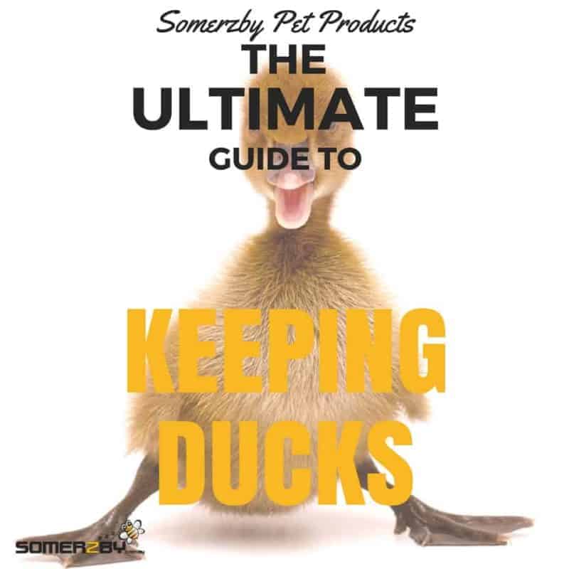 The Ultimate Guide to Keeping Ducks