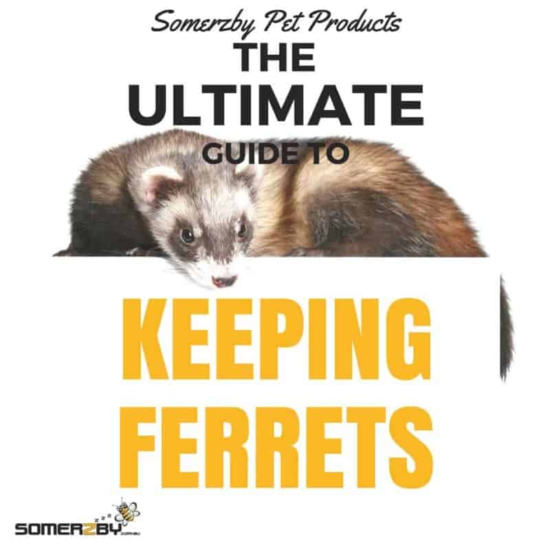 The Ultimate Guide to Keeping Ferrets