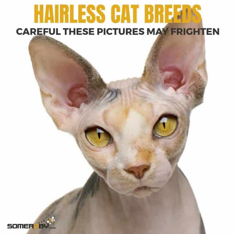 The Ultimate List of Hairless Cat Breeds