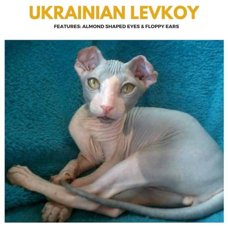 Ukrainian Levkoy