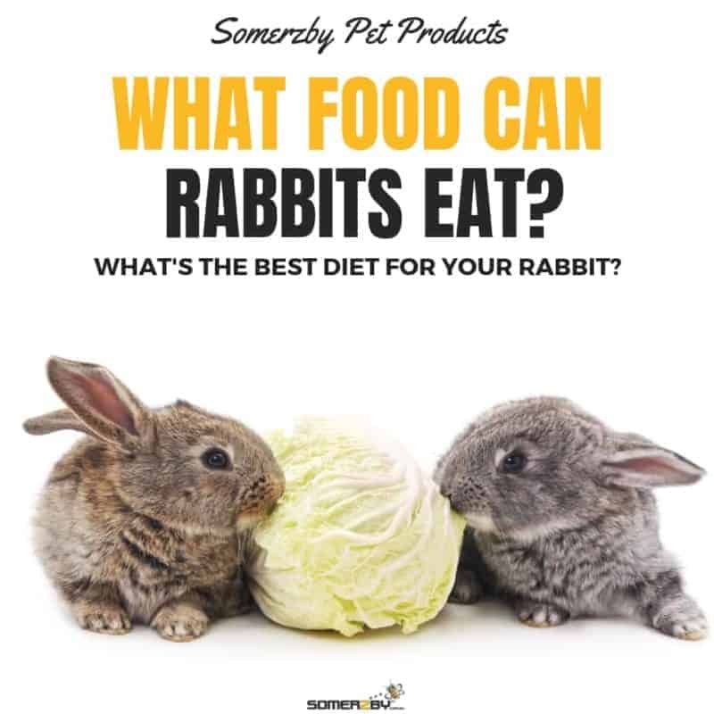 What Can Rabbits Eat