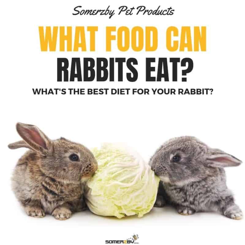 can rabbits eat dog food