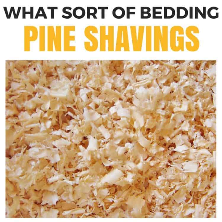 what sort of bedding - pine shavings