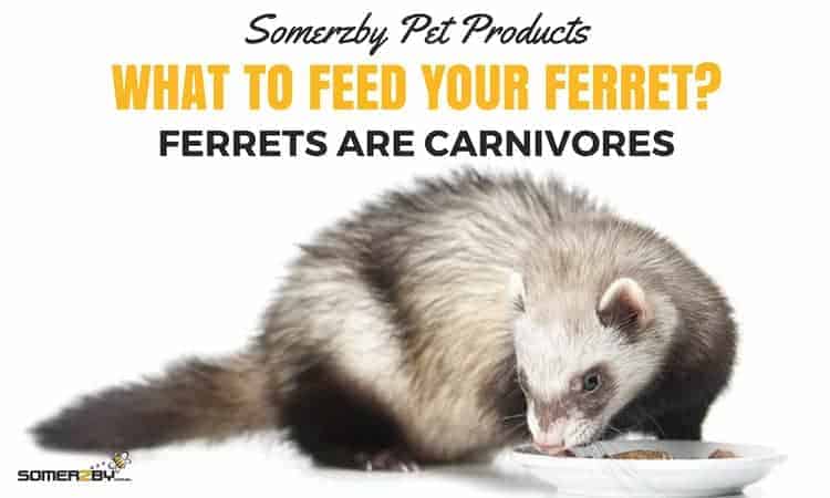 What to feed my ferret they are carnivores and need to eat whole animals