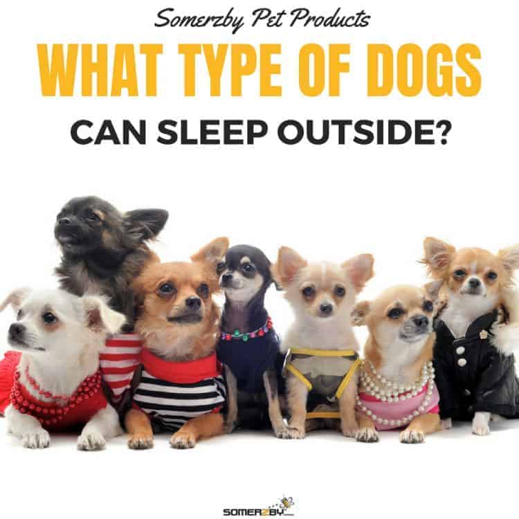 what types of dogs can sleep outside in the cold