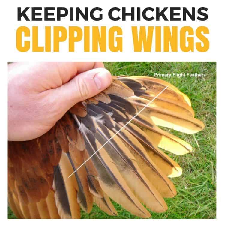 Wing clipping is an established practise and is less cruel then it sounds