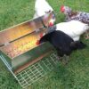 Automatic Chicken Feeder