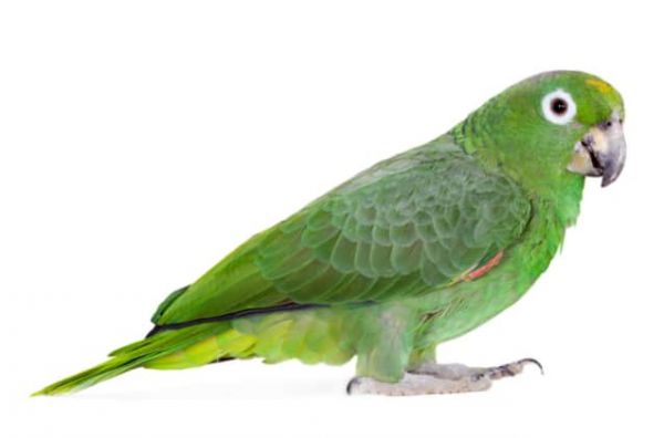 Amazon Parrot