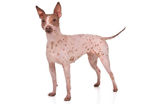 American Hairless Terrier Front view