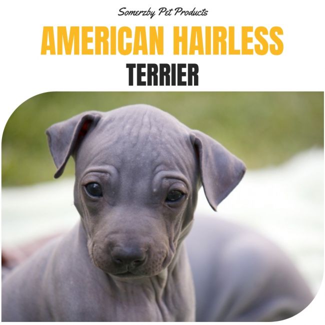 American Hairless Terrier