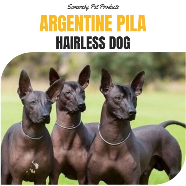 Argentine Pila Dog